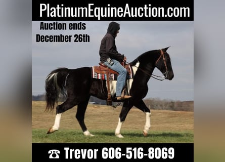 Tennessee Walking Horse, Wallach, 12 Jahre, 155 cm, Tobiano-alle-Farben