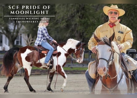 Tennessee Walking Horse, Wallach, 12 Jahre, 163 cm, Rotbrauner