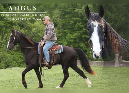 Tennessee Walking Horse, Wallach, 12 Jahre, Rappe