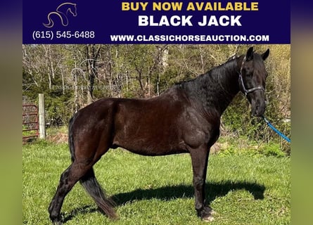 Tennessee Walking Horse, Wallach, 13 Jahre, 152 cm, Rappe