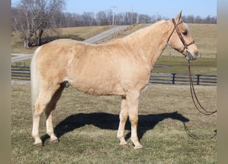 Tennessee Walking Horse, Wallach, 13 Jahre, 157 cm, Palomino