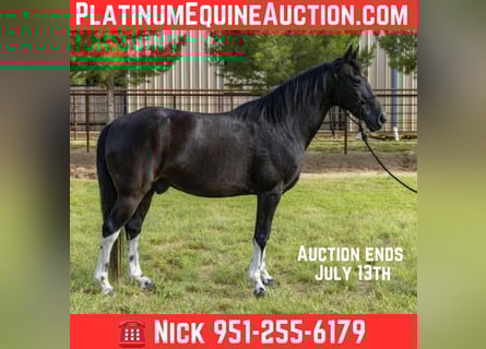 Tennessee Walking Horse, Wallach, 13 Jahre, Tobiano-alle-Farben