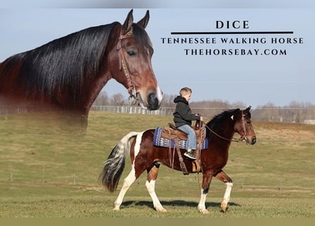 Tennessee Walking Horse, Wallach, 14 Jahre, 145 cm, Tobiano-alle-Farben