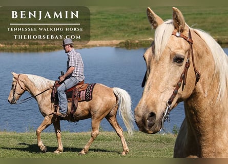 Tennessee Walking Horse, Wallach, 14 Jahre, 152 cm, Palomino