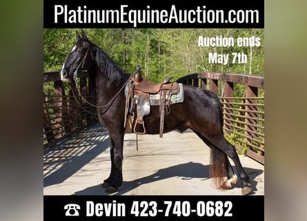 Tennessee Walking Horse, Wallach, 14 Jahre, Rappe