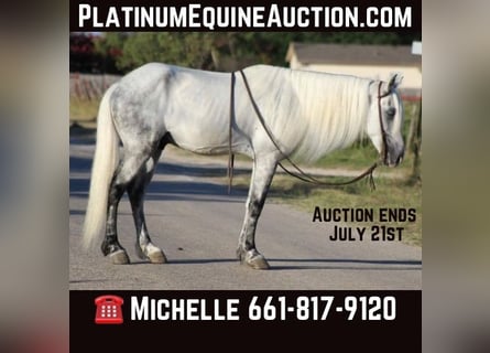 Tennessee Walking Horse, Wallach, 15 Jahre, 142 cm, Schimmel