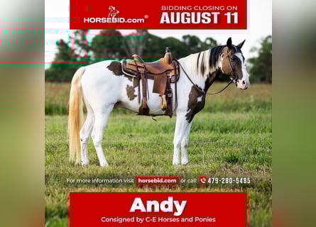 Tennessee Walking Horse, Wallach, 15 Jahre, 157 cm