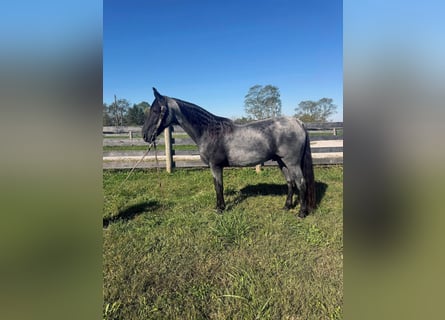 Tennessee Walking Horse, Wallach, 15 Jahre, 157 cm, Roan-Blue