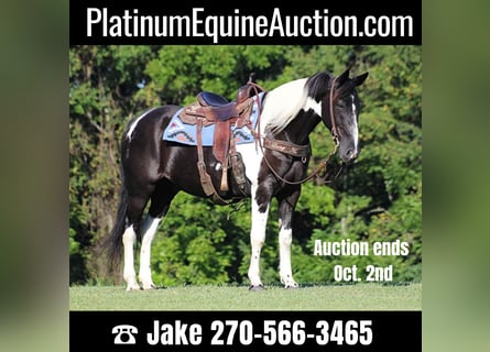 Tennessee Walking Horse, Wallach, 15 Jahre, 157 cm, Tobiano-alle-Farben