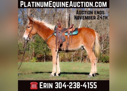 Tennessee Walking Horse, Wallach, 15 Jahre, Rotfuchs