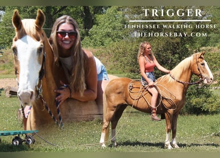 Tennessee Walking Horse, Wallach, 16 Jahre, 157 cm, Palomino