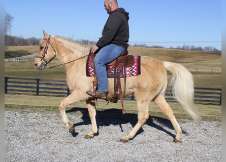 Tennessee Walking Horse, Wallach, 17 Jahre, 152 cm, Palomino