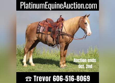 Tennessee Walking Horse, Wallach, 17 Jahre, 152 cm, Rotfuchs
