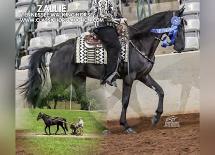Tennessee Walking Horse, Wallach, 3 Jahre, 152 cm, Rappe