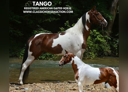 Tennessee Walking Horse, Wallach, 3 Jahre, 152 cm, Rotbrauner