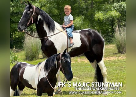 Tennessee Walking Horse, Wallach, 3 Jahre, 152 cm, Tobiano-alle-Farben