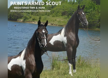 Tennessee Walking Horse, Wallach, 3 Jahre, 152 cm, Tobiano-alle-Farben