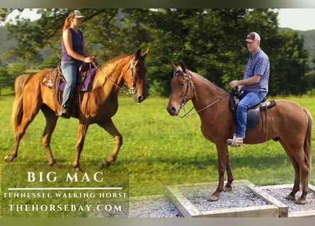 Tennessee Walking Horse, Wallach, 3 Jahre, Rotfuchs