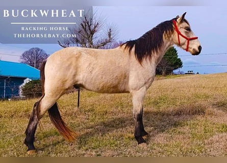 Tennessee Walking Horse, Wallach, 4 Jahre, 150 cm, Buckskin