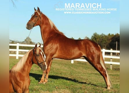 Tennessee Walking Horse, Wallach, 4 Jahre, 152 cm, Rotfuchs