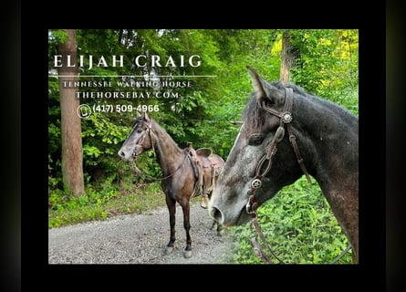 Tennessee Walking Horse, Wallach, 4 Jahre, 165 cm, Schimmel