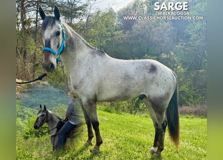 Tennessee Walking Horse, Wallach, 5 Jahre, 142 cm, Rotbrauner