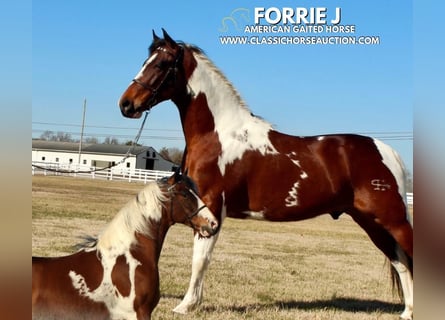 Tennessee Walking Horse, Wallach, 5 Jahre, 142 cm, Tobiano-alle-Farben