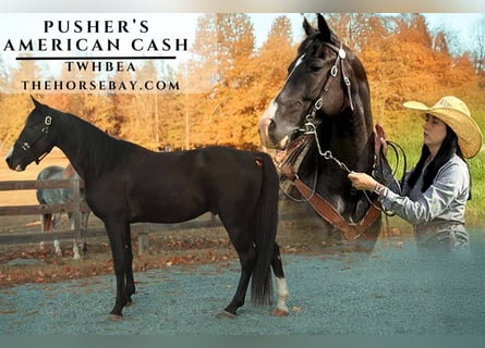 Tennessee Walking Horse, Wallach, 5 Jahre, 147 cm, Rappe