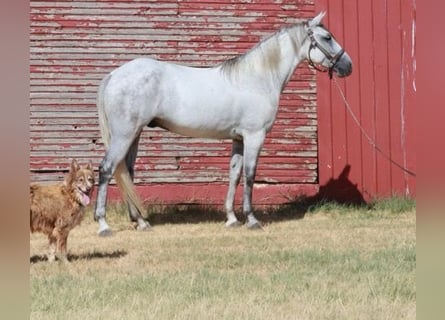 Tennessee Walking Horse, Wallach, 5 Jahre, 150 cm, Schimmel