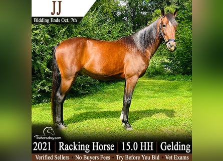Tennessee Walking Horse, Wallach, 5 Jahre, 152 cm, Rotbrauner