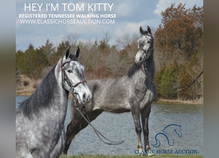 Tennessee Walking Horse, Wallach, 5 Jahre, 152 cm, Schimmel