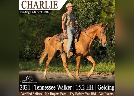 Tennessee Walking Horse, Wallach, 5 Jahre, 155 cm, Rotfuchs