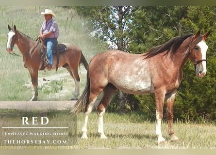 Tennessee Walking Horse, Wallach, 5 Jahre, 163 cm, Roan-Red