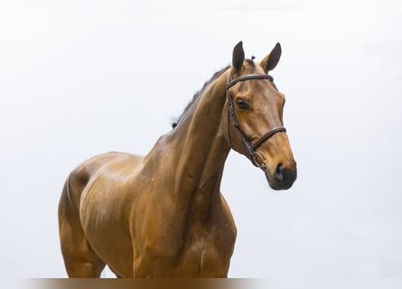 Tennessee Walking Horse, Wallach, 5 Jahre, 171 cm, Brauner