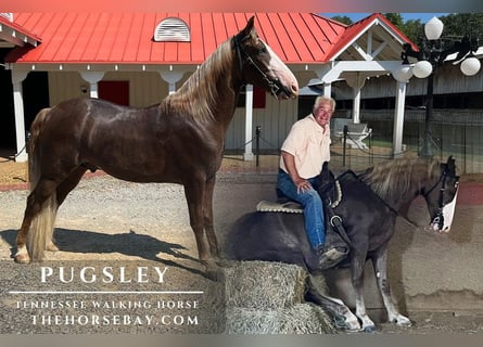 Tennessee Walking Horse, Wallach, 5 Jahre, Rotfuchs