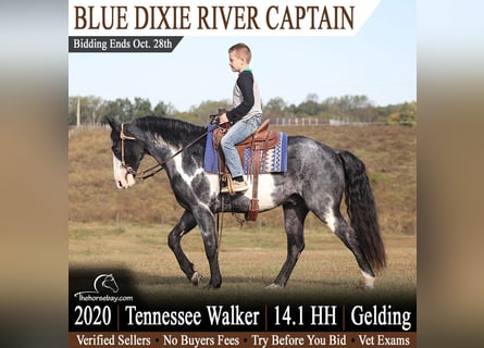 Tennessee Walking Horse, Wallach, 6 Jahre, 145 cm, Overo-alle-Farben
