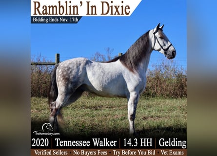 Tennessee Walking Horse, Wallach, 6 Jahre, 150 cm, Schimmel