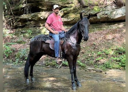 Tennessee Walking Horse, Wallach, 6 Jahre, 152 cm, Rappe