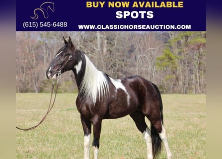 Tennessee Walking Horse, Wallach, 6 Jahre, 152 cm, Rappe