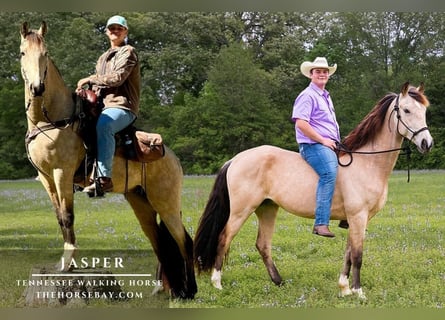 Tennessee Walking Horse, Wallach, 6 Jahre, 160 cm, Buckskin