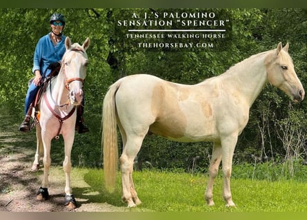 Tennessee Walking Horse, Wallach, 7 Jahre, 150 cm, Palomino