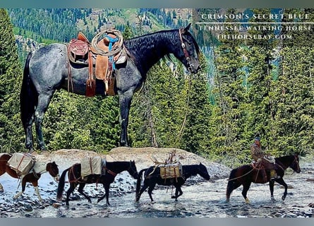 Tennessee Walking Horse, Wallach, 7 Jahre, 152 cm, Roan-Blue
