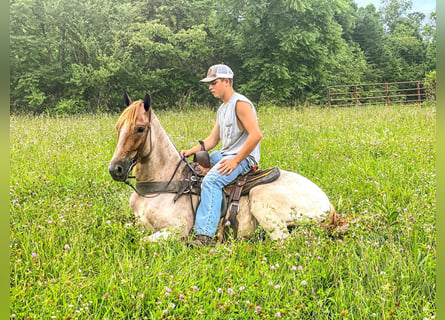 Tennessee Walking Horse, Wallach, 7 Jahre, 152 cm, Rotfuchs