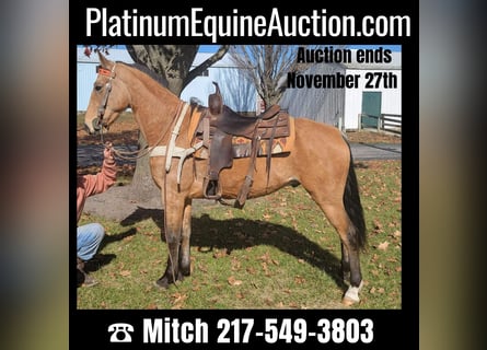 Tennessee Walking Horse, Wallach, 7 Jahre, 155 cm, Buckskin