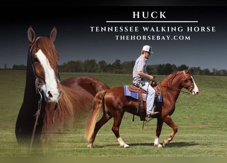 Tennessee Walking Horse, Wallach, 7 Jahre, Rotfuchs
