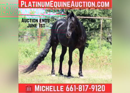 Tennessee Walking Horse, Wallach, 8 Jahre, 150 cm, Rappe