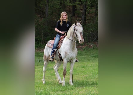 Tennessee Walking Horse, Wallach, 9 Jahre, 152 cm, Rotbrauner