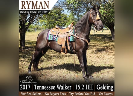 Tennessee Walking Horse, Wallach, 9 Jahre, 157 cm, Rappe