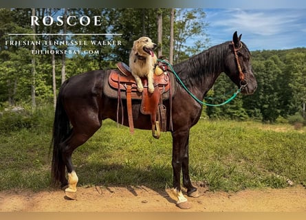 Tennessee Walking Horse Mix, Wallach, 9 Jahre, 163 cm, Rappe
