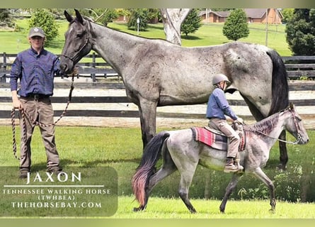 Tennessee Walking Horse, Wallach, 9 Jahre, 163 cm, Roan-Blue